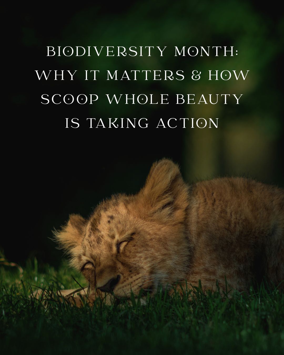 Biodiversity Month: Why It Matters & How Scoop Whole Beauty is Taking Action - Scoop Whole Beauty