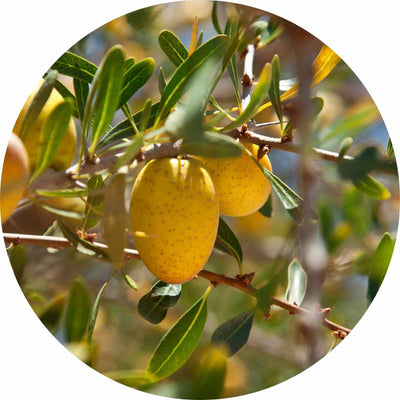 Organic Argan Oil