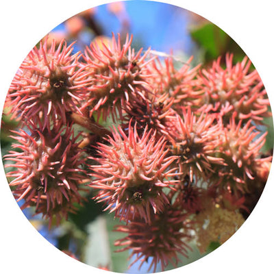 Organic Castor Seed Oil