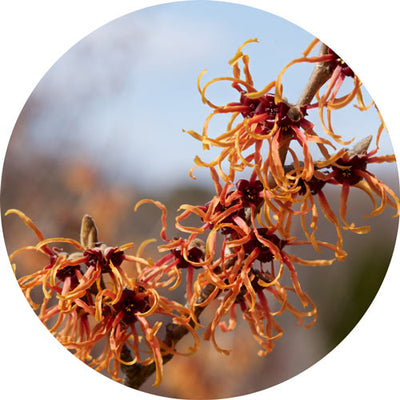 Witch Hazel