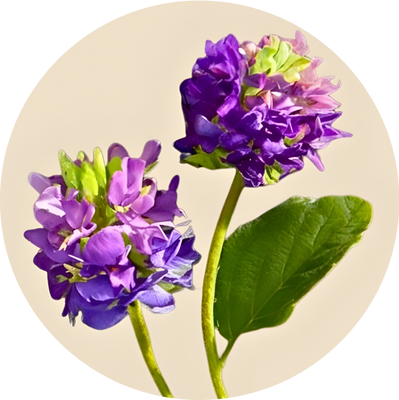 Psoralea Corylifolia (Bakuchiol)