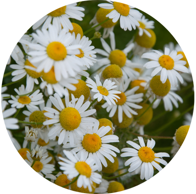Organic Chamomile