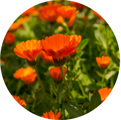 Organic Calendula