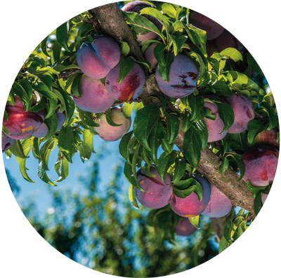 Native Australian Kakadu Plum