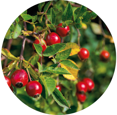 Organic Rosehip