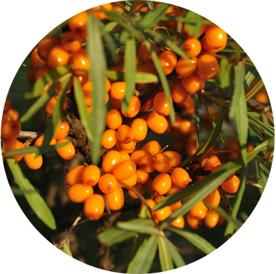 Sea Buck Thorn Extract